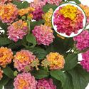 Afbeelding van Lantana P12 Rose